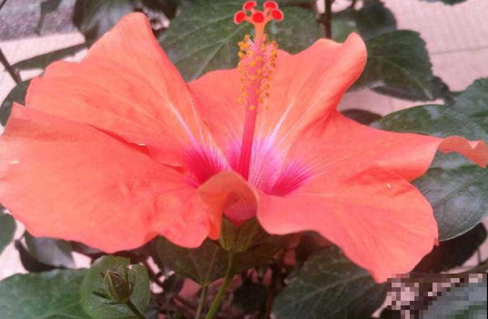 丹麦木槿养一盆，自己也能养成棒棒糖，五颜六色美极了！