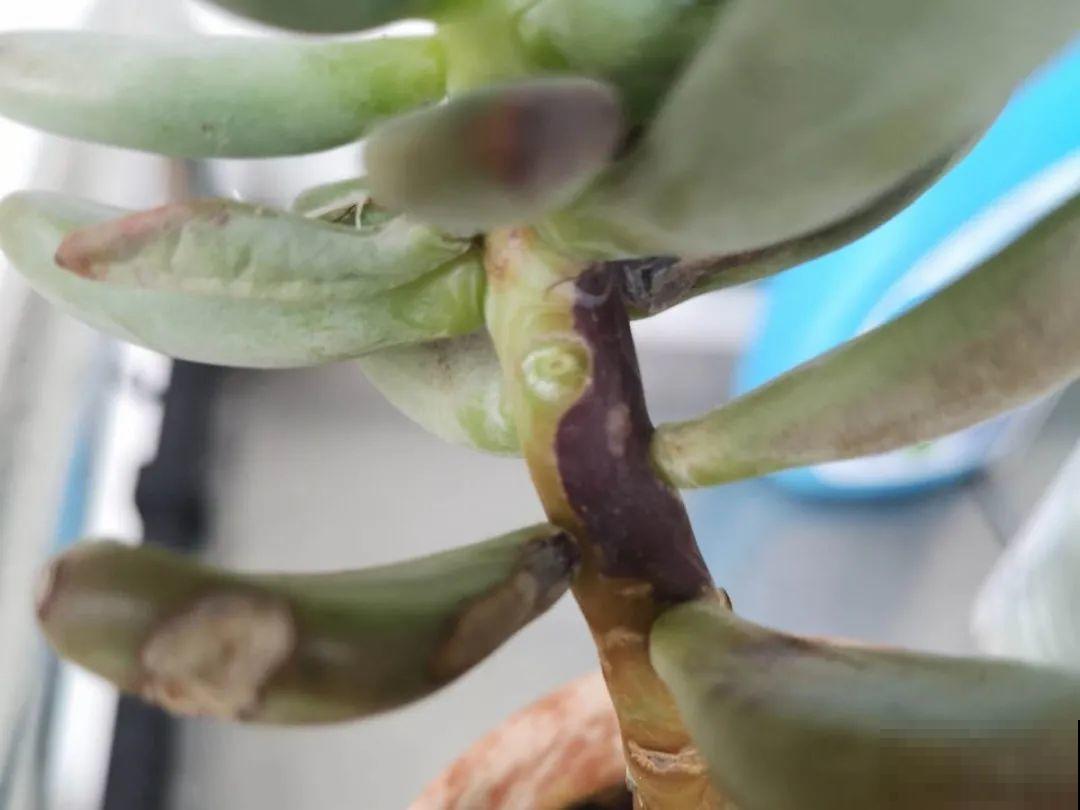 超过28℃,多肉7个现象就很危险,现在知道还不晚 超过28℃,多肉7个现象就很危险,现在知道还不晚