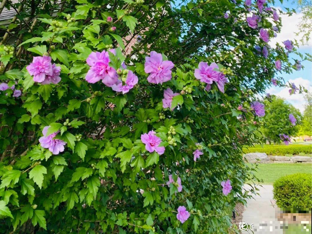 5月出门,收下这份百花图谱,啥花都能叫上名! 5月出门,收下这份百花图谱,啥花都能叫上名!
