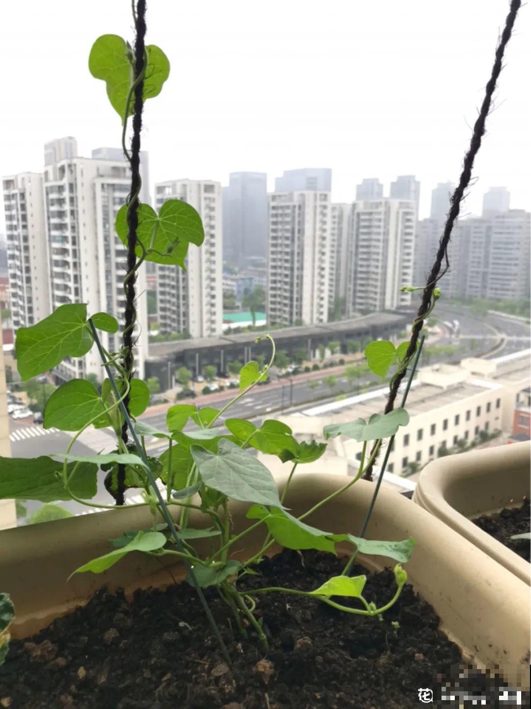 屋里种一棵爬藤花，夏天开花超旺，越热开花越多