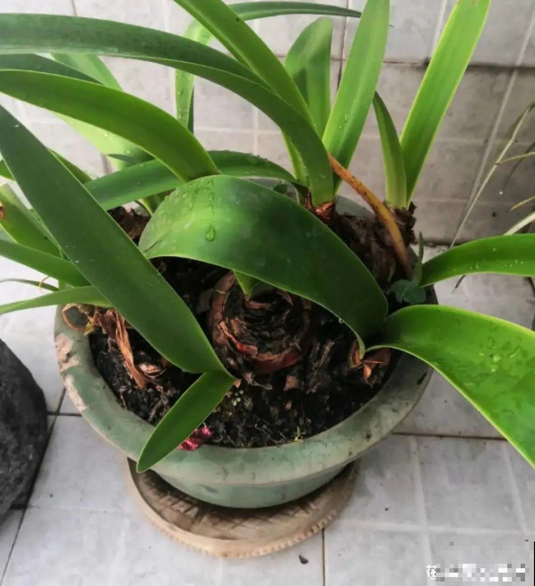 春天最佳繁殖季，扦插播种分株压条，成活率特高