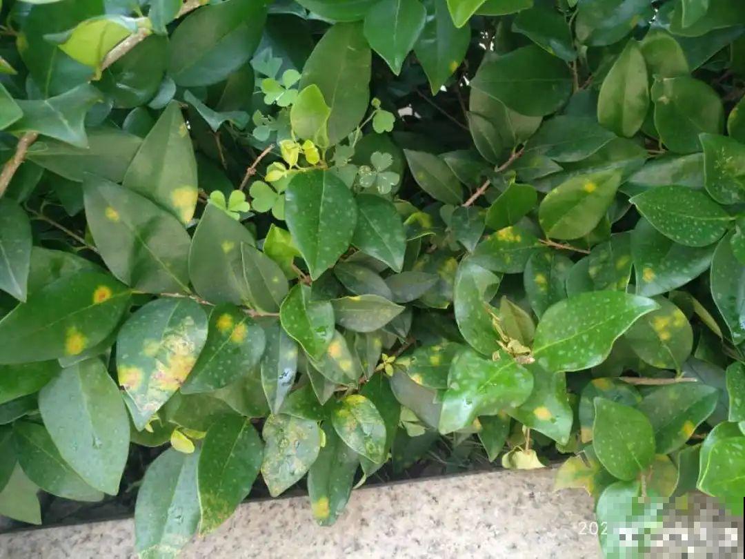 4月养花病虫害，白霜、黑斑、黄点儿···再不治就死光了