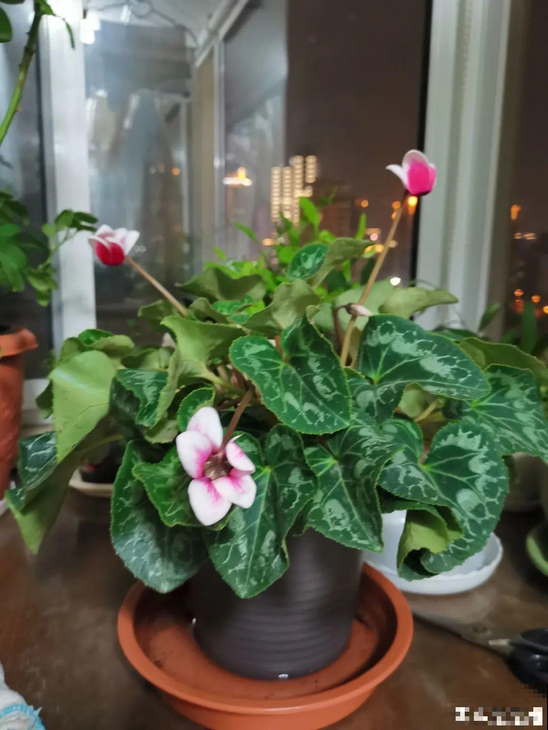 长寿开花后，要好好修剪，很快冒新芽