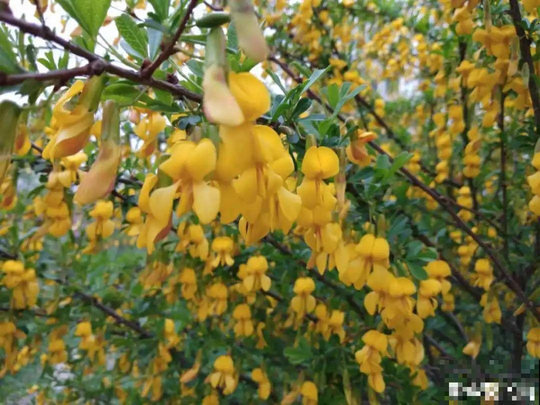 香飘飘的花，吃一口满嘴花香，再不吃就没了