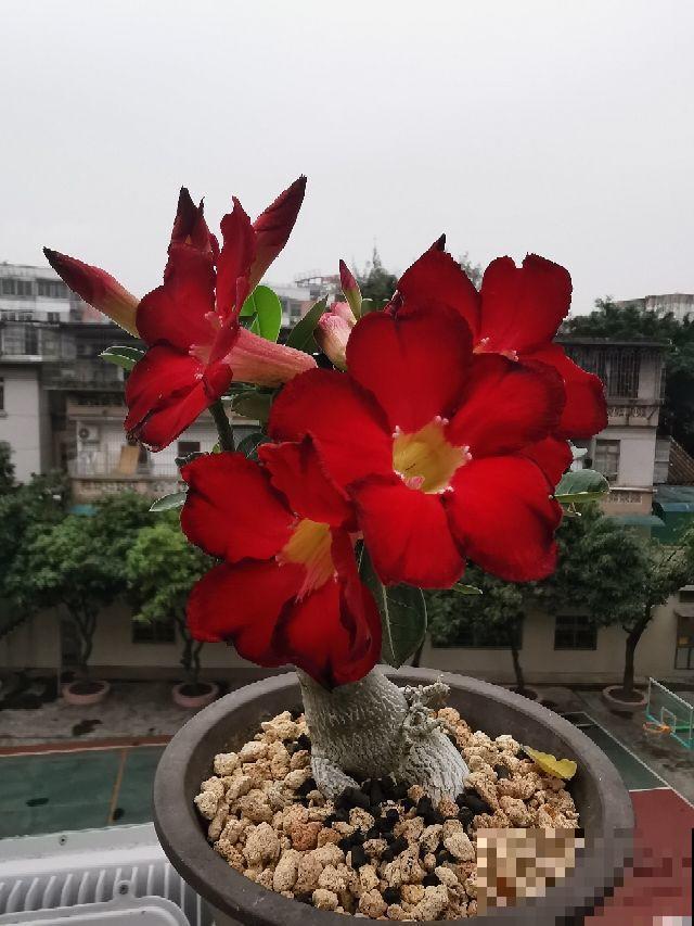 不适合勤浇水的6种花，浇多了，就黄叶！