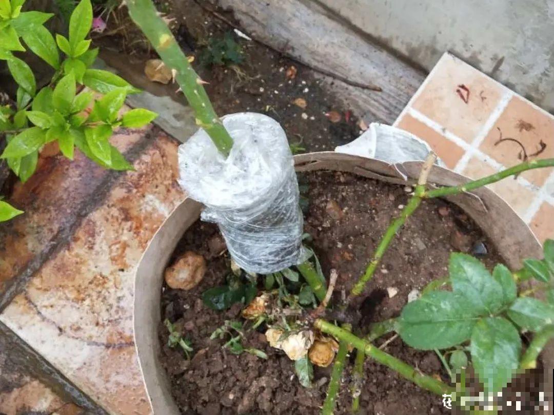 春天的大粗杆子，直接插土里，很快就生根