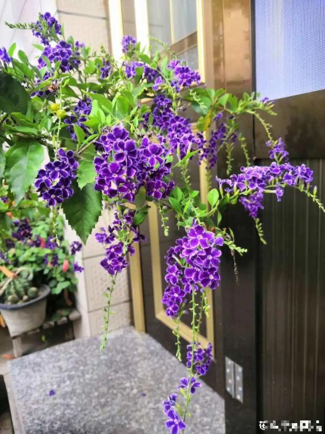 家里养盆香水花,满屋子飘香,还能净化空气 家里养盆香水花,满屋子飘香,还能净化空气