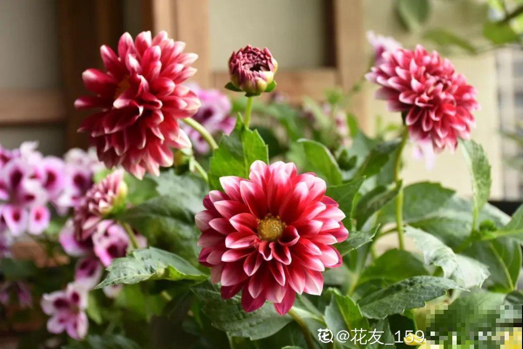 5月出门,收下这份百花图谱,啥花都能叫上名! 5月出门,收下这份百花图谱,啥花都能叫上名!