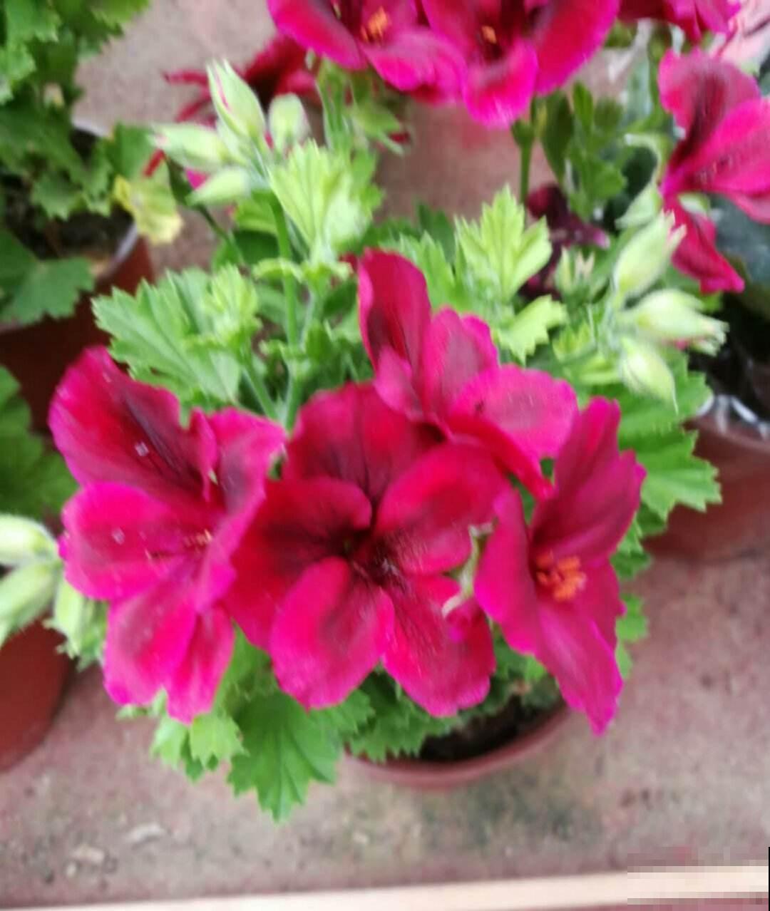 天竺葵开爆盆的技巧，看完轻松养出大花球！