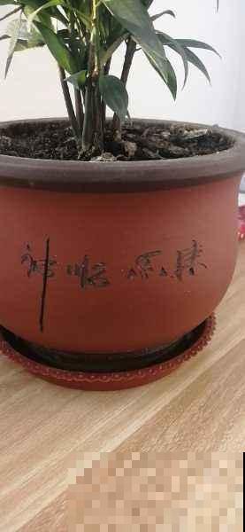 花盆的作用大多数人都忽视了，现在选好了，养花特省事！