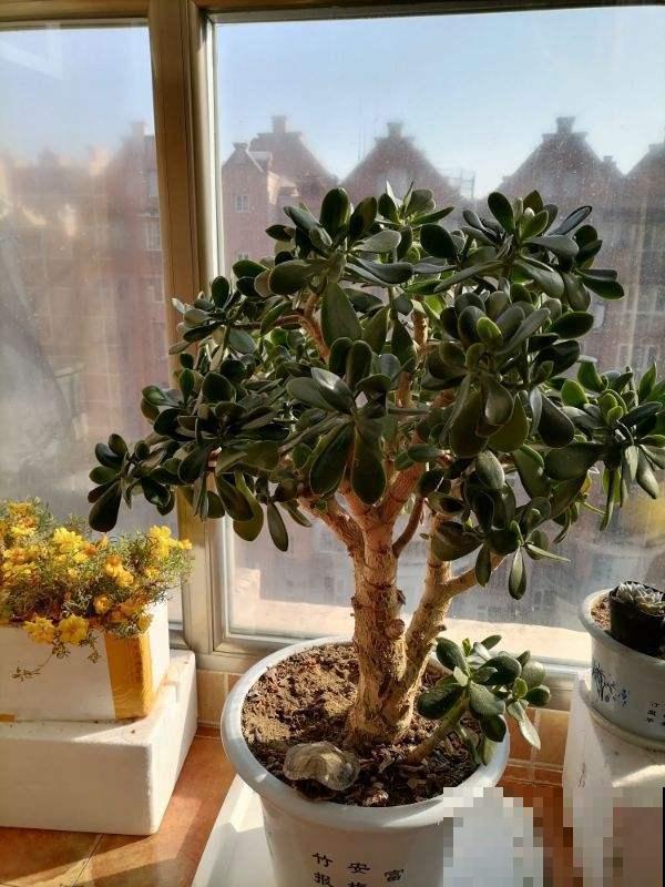 玉树这样养，棵棵叶肥枝壮，长成真正的玉树临风！