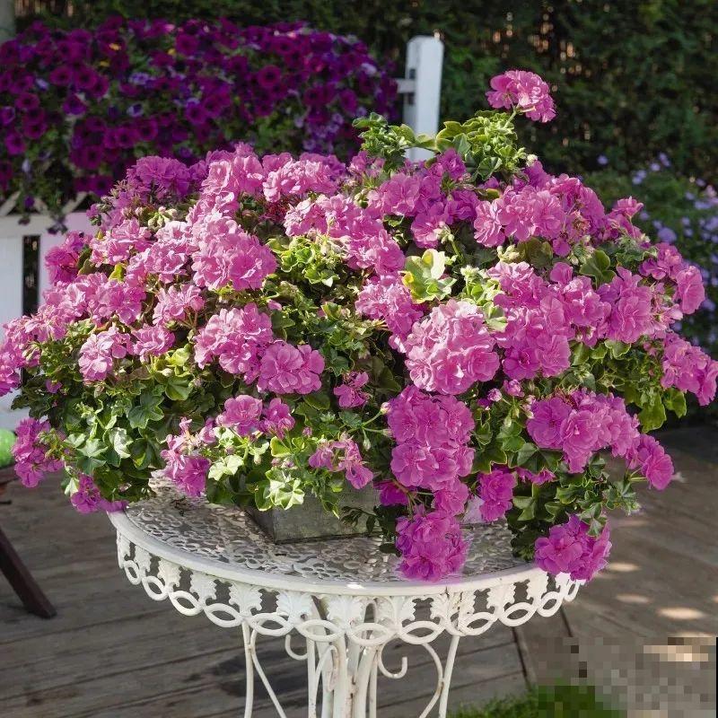 垂吊天竺葵,1年能开上百天,好养不占地儿 垂吊天竺葵,1年能开上百天,好养不占地儿