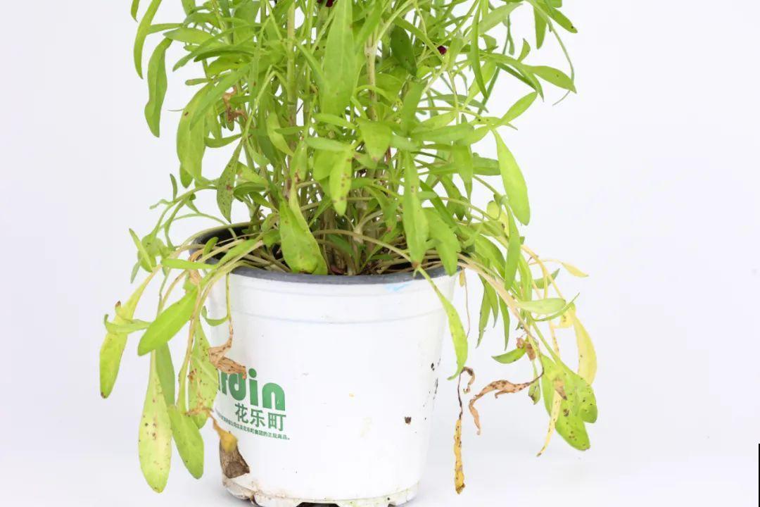 夏天里超能开的花，爆花上百朵，开完剪一刀，很快又爆花