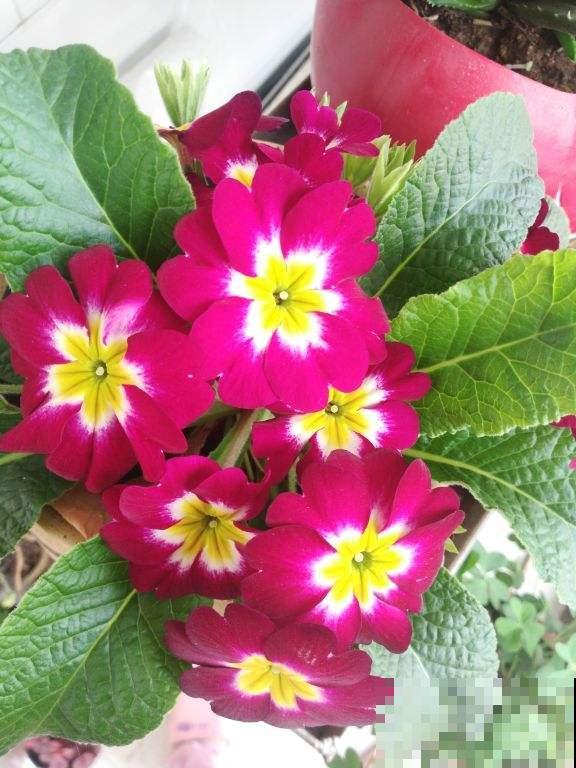 80种常见花卉，读过后，花名难不倒你