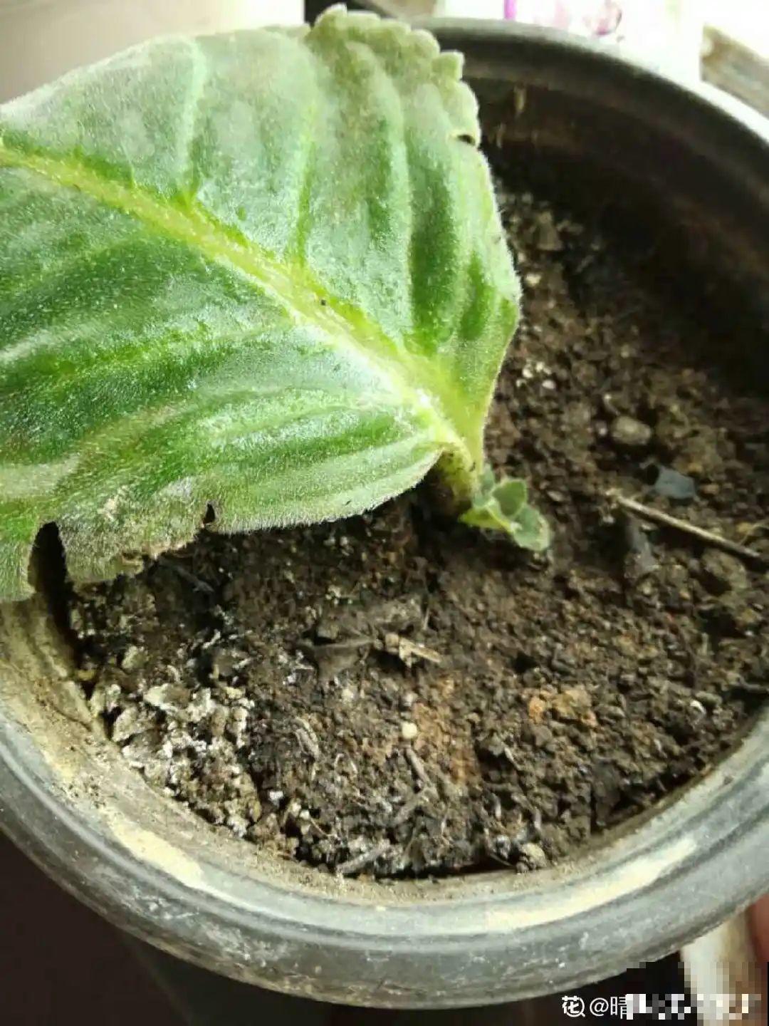 12种花真是太能生，叶子沾土就生根，实在太好活