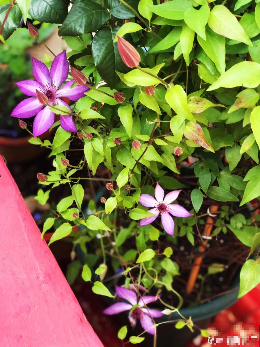 牡丹就得大花盆养，不然营养不够，很难开花