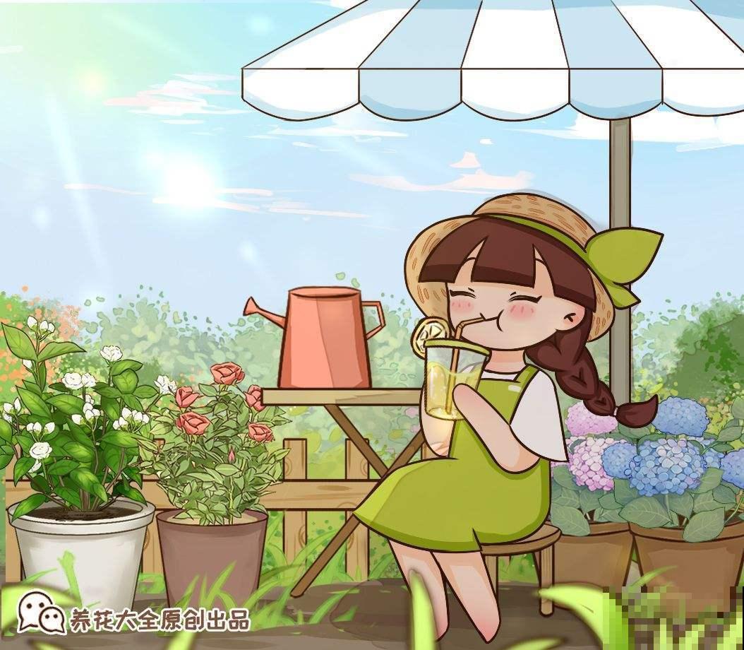 这些花很爱水，天气一热赶紧加水，不然马上黄叶！