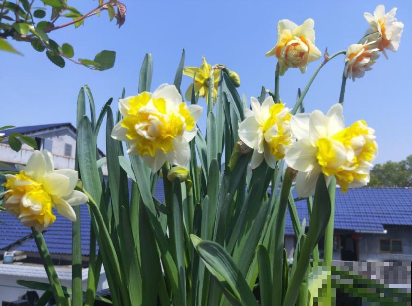 80种常见花卉，读过后，花名难不倒你