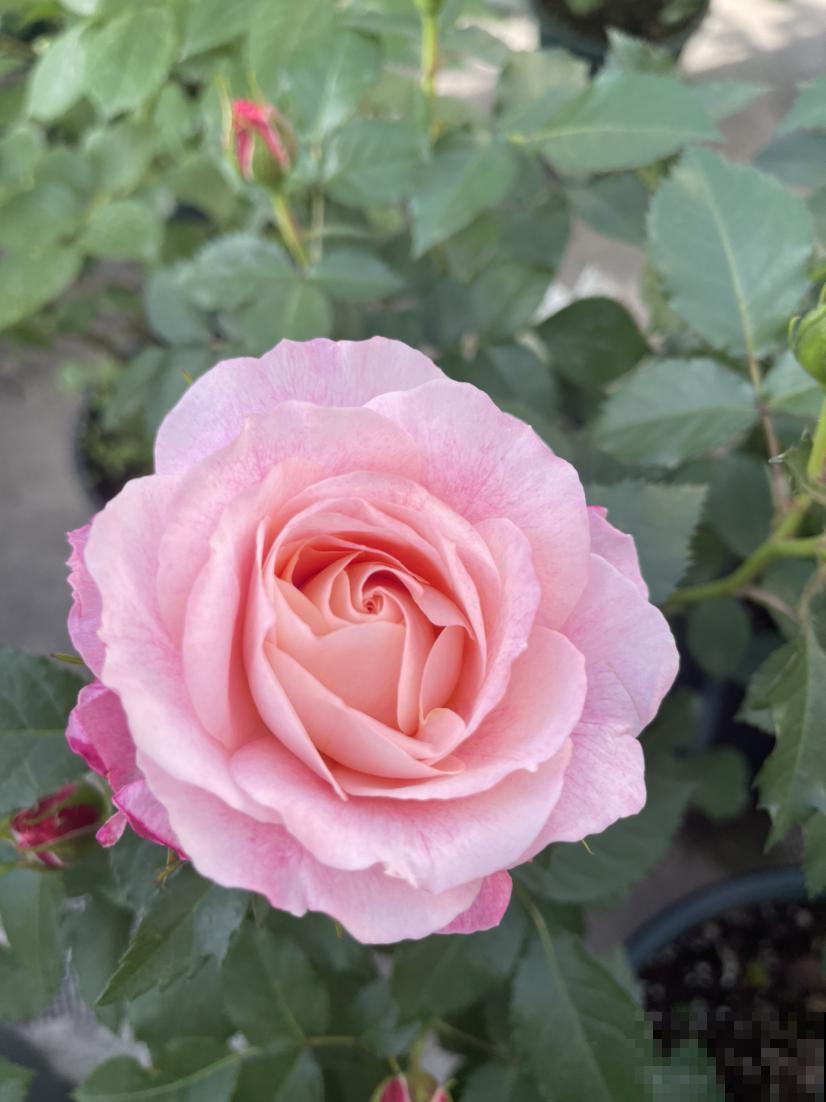 养月季的一些常见问题，现在教你怎么治，让花重新长旺！