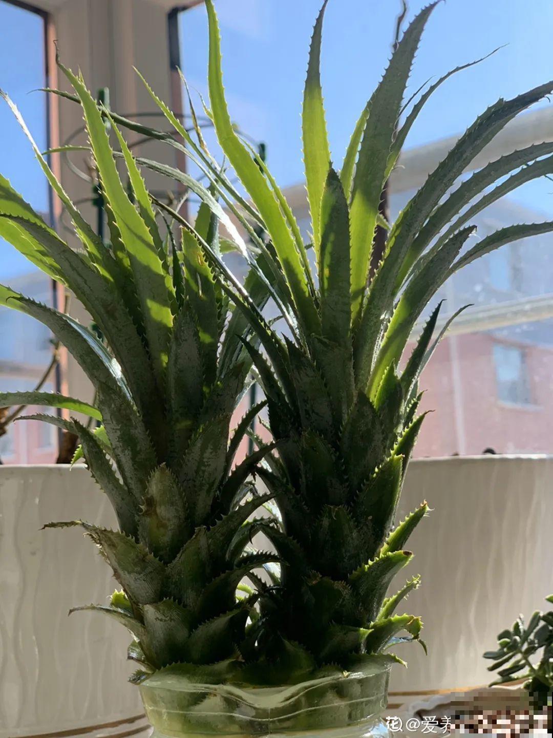 绿萝可以扔了,养盆“格调”花,颜值高还有气质 绿萝可以扔了,养盆“格调”花,颜值高还有气质