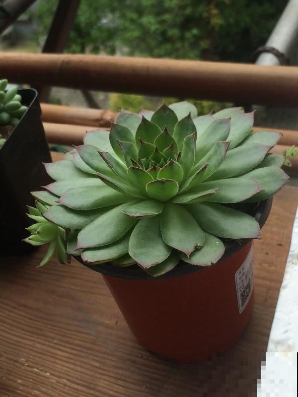 掌握这5种除虫方法，室内环境好，花草长得旺！