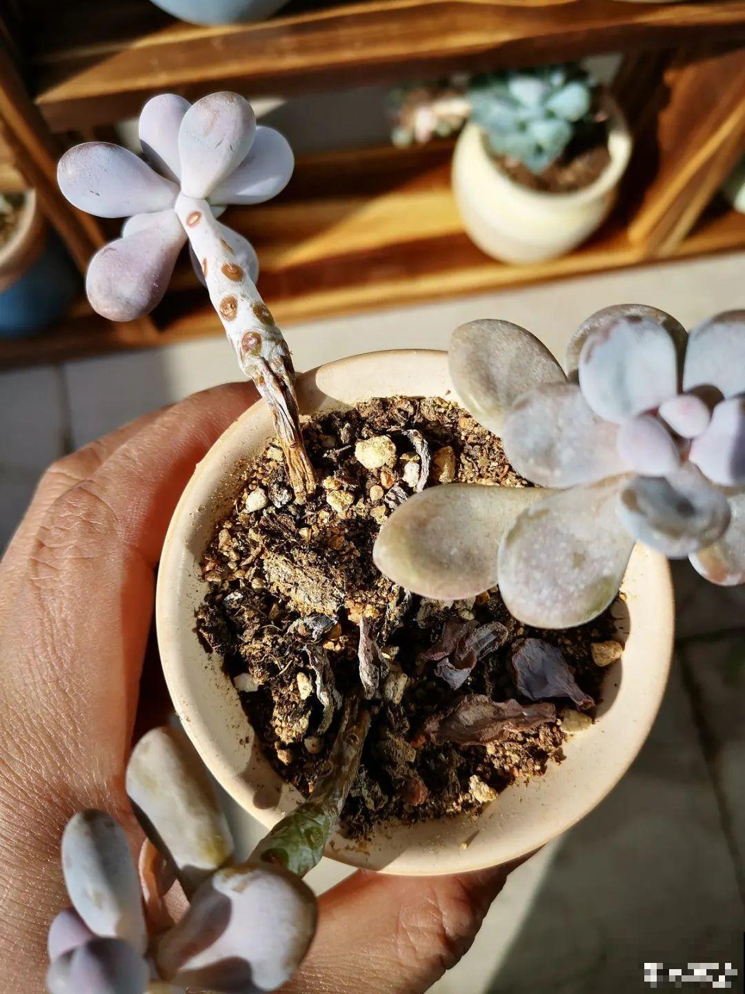 超过28℃,多肉7个现象就很危险,现在知道还不晚 超过28℃,多肉7个现象就很危险,现在知道还不晚