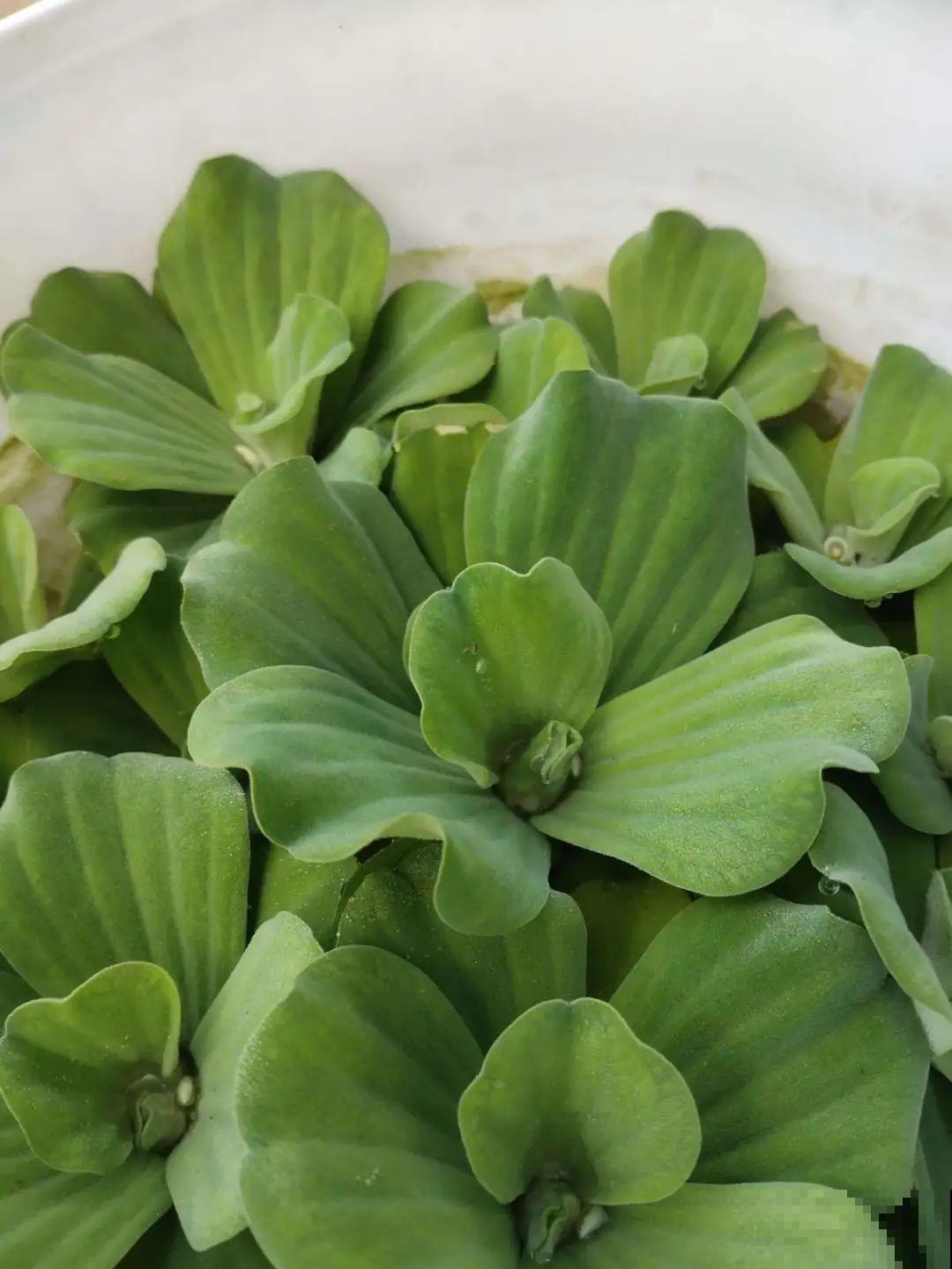 10种花夏天喝水多,多浇水,很快爆满一大缸 10种花夏天喝水多,多浇水,很快爆满一大缸