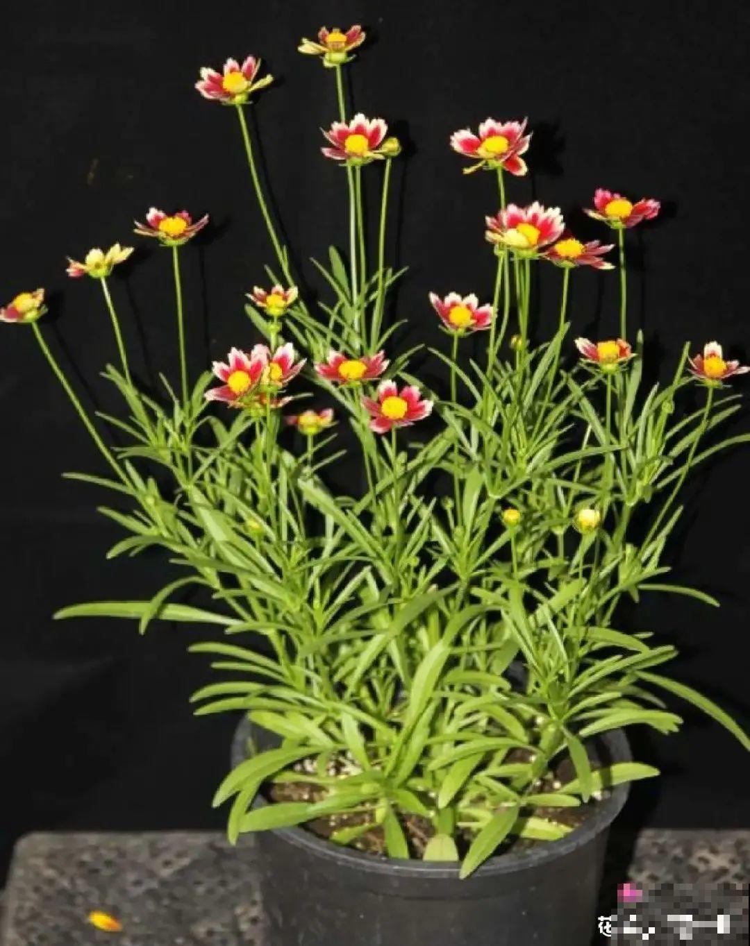 夏天里超能开的花，爆花上百朵，开完剪一刀，很快又爆花