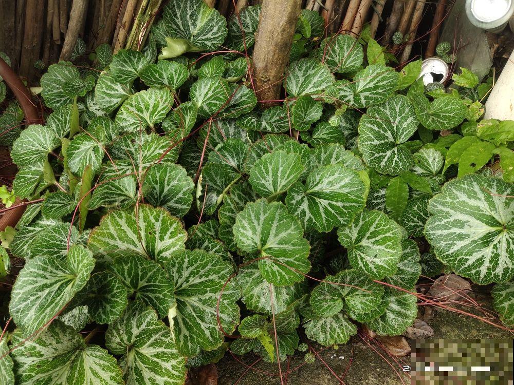 刚入夏,养花更要注意,度夏才更安全 刚入夏,养花更要注意,度夏才更安全