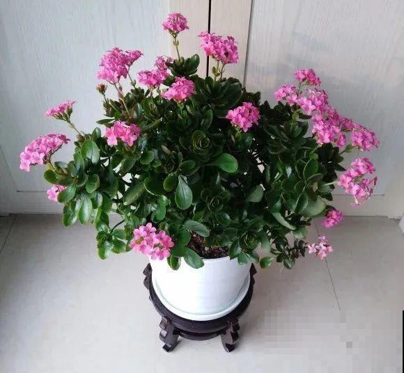 给花浇水掺点白醋，植物根比萝卜还粗，健壮不黄叶