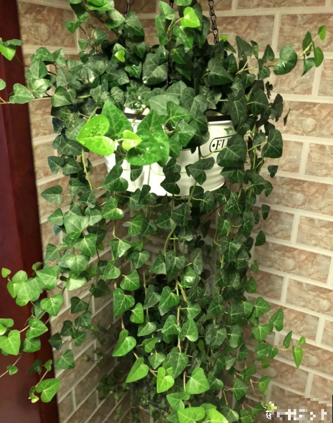 室内小窗台,养点小众盆栽,气质瞬间不一样 室内小窗台,养点小众盆栽,气质瞬间不一样