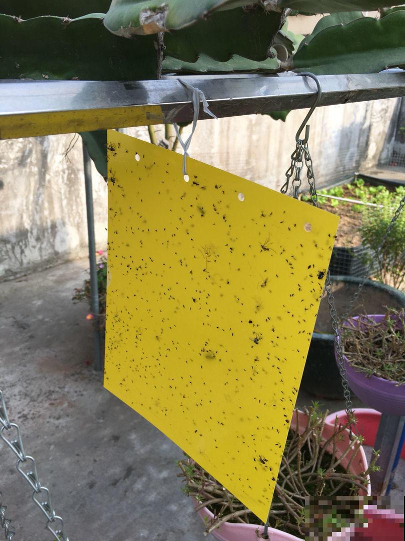 夏天养花杀虫大法，简单易上手，从此花虫去无踪！