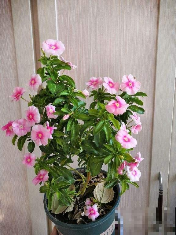 养这4种花,省事不费力,开出又大又艳的花来! 养这4种花,省事不费力,开出又大又艳的花来!