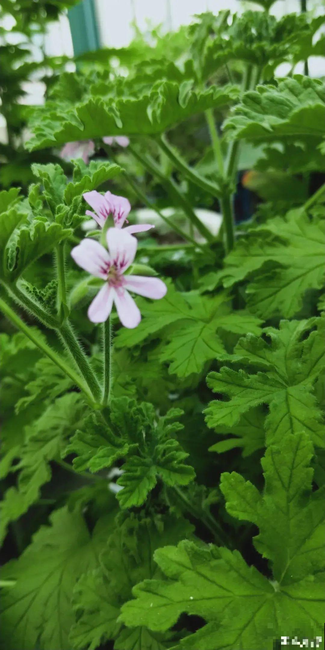 家里养盆“驱虫花”，蚊虫全被吓跑了，夜夜睡的香！