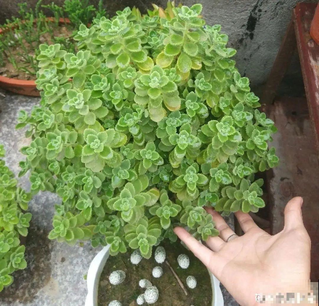 家里养盆香水花,满屋子飘香,还能净化空气 家里养盆香水花,满屋子飘香,还能净化空气