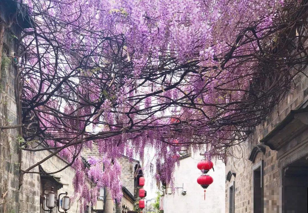 30米高三角梅，千年的紫藤树···5种花越老越值钱