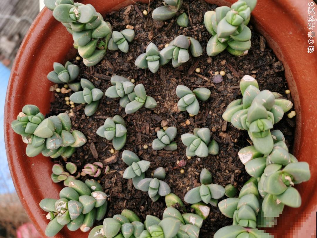 4月是养多肉的黄金期,浇水、施肥···都有窍门,现在知道还不晚 4月是养多肉的黄金期,浇水、施肥···都有窍门,现在知道还不晚