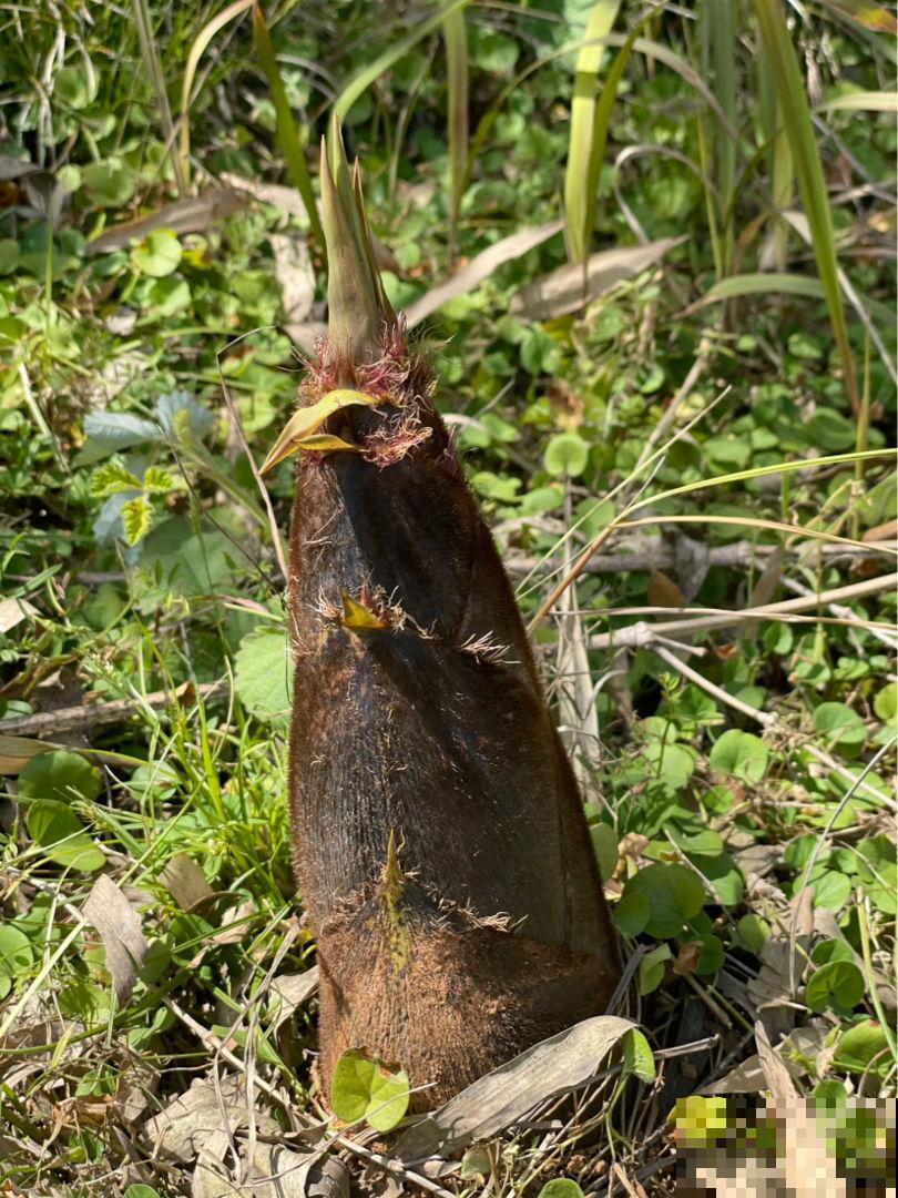 天生爱淋雨的花,越淋雨长得越快,赶紧搬出屋去 天生爱淋雨的花,越淋雨长得越快,赶紧搬出屋去