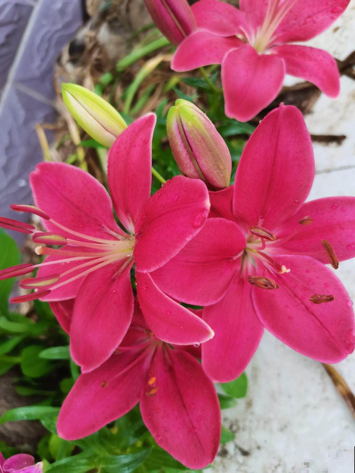 不能给花施肥的5种情况，一定要谨记，不然最后剩空盆