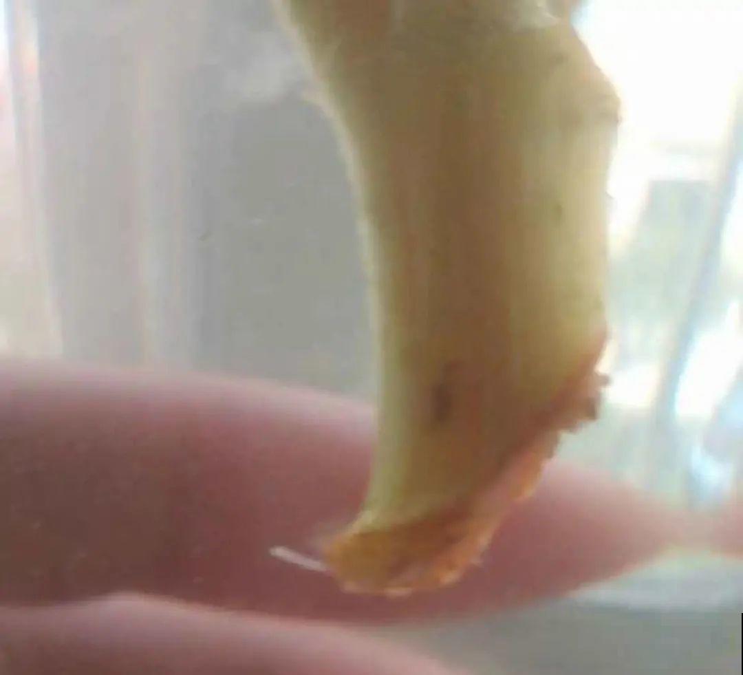 难度夏的8种花，赶紧扦插备份，再晚只剩盆了