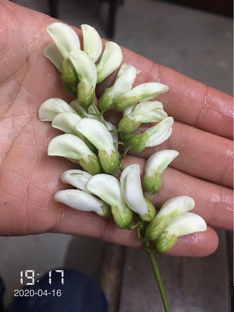 5月槐花白似雪,五一假期摘一把,回家炒鸡蛋! 5月槐花白似雪,五一假期摘一把,回家炒鸡蛋!