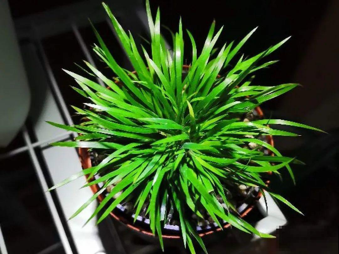 室内小窗台,养点小众盆栽,气质瞬间不一样 室内小窗台,养点小众盆栽,气质瞬间不一样