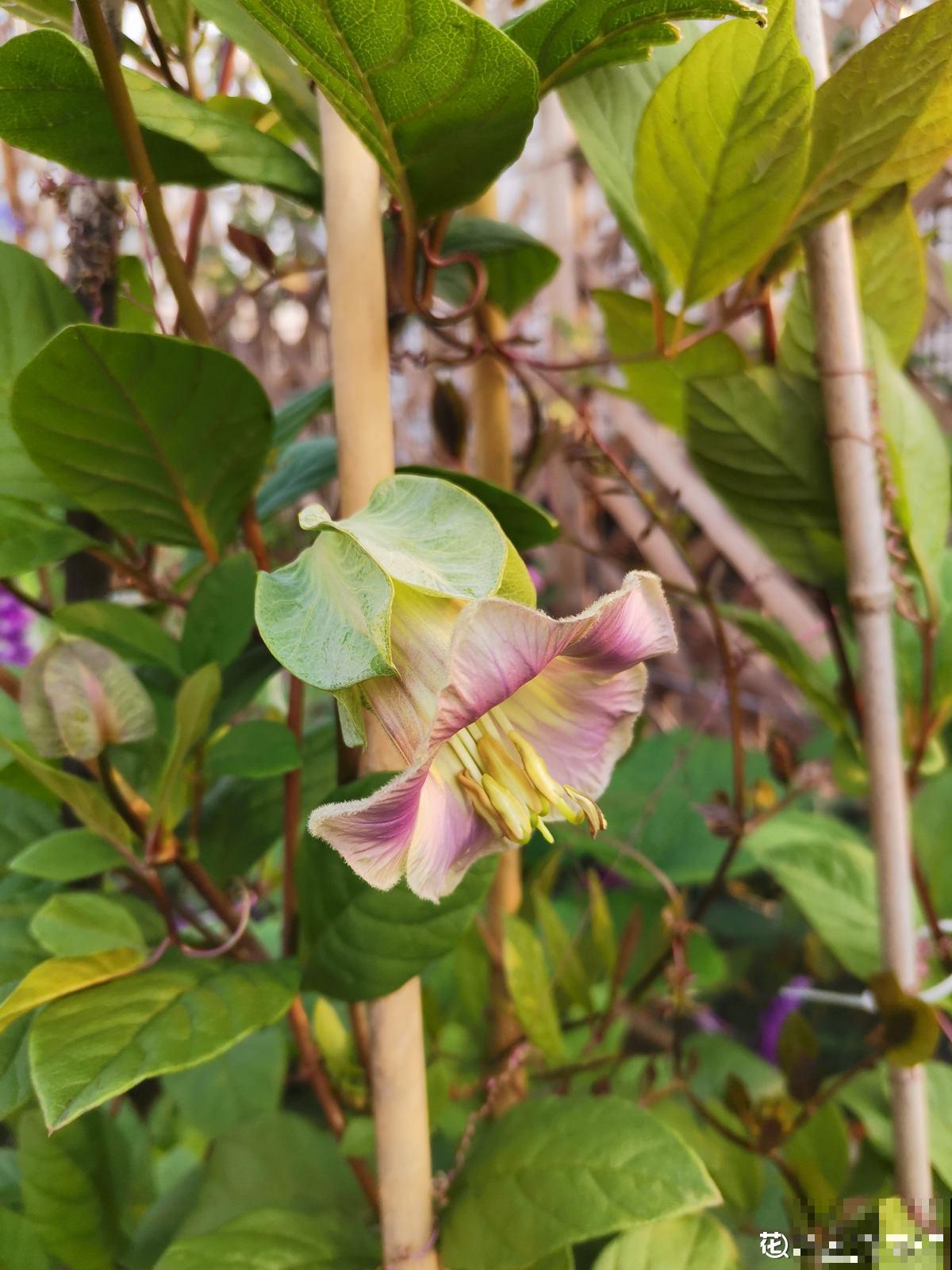 1种花名叫“电灯花”,枝条挂满“电灯花”,可爱又好看 1种花名叫“电灯花”,枝条挂满“电灯花”,可爱又好看