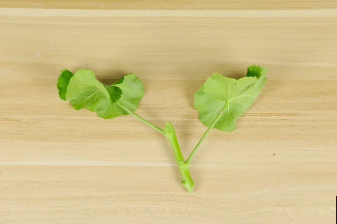 难度夏的8种花，赶紧扦插备份，再晚只剩盆了