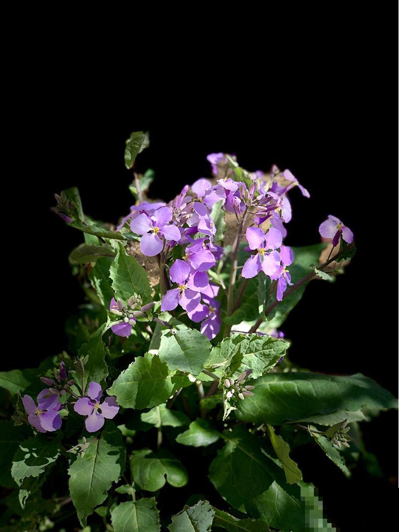 4月份种啥都能活的季节，山上挖一棵野花，种盆里也能开爆