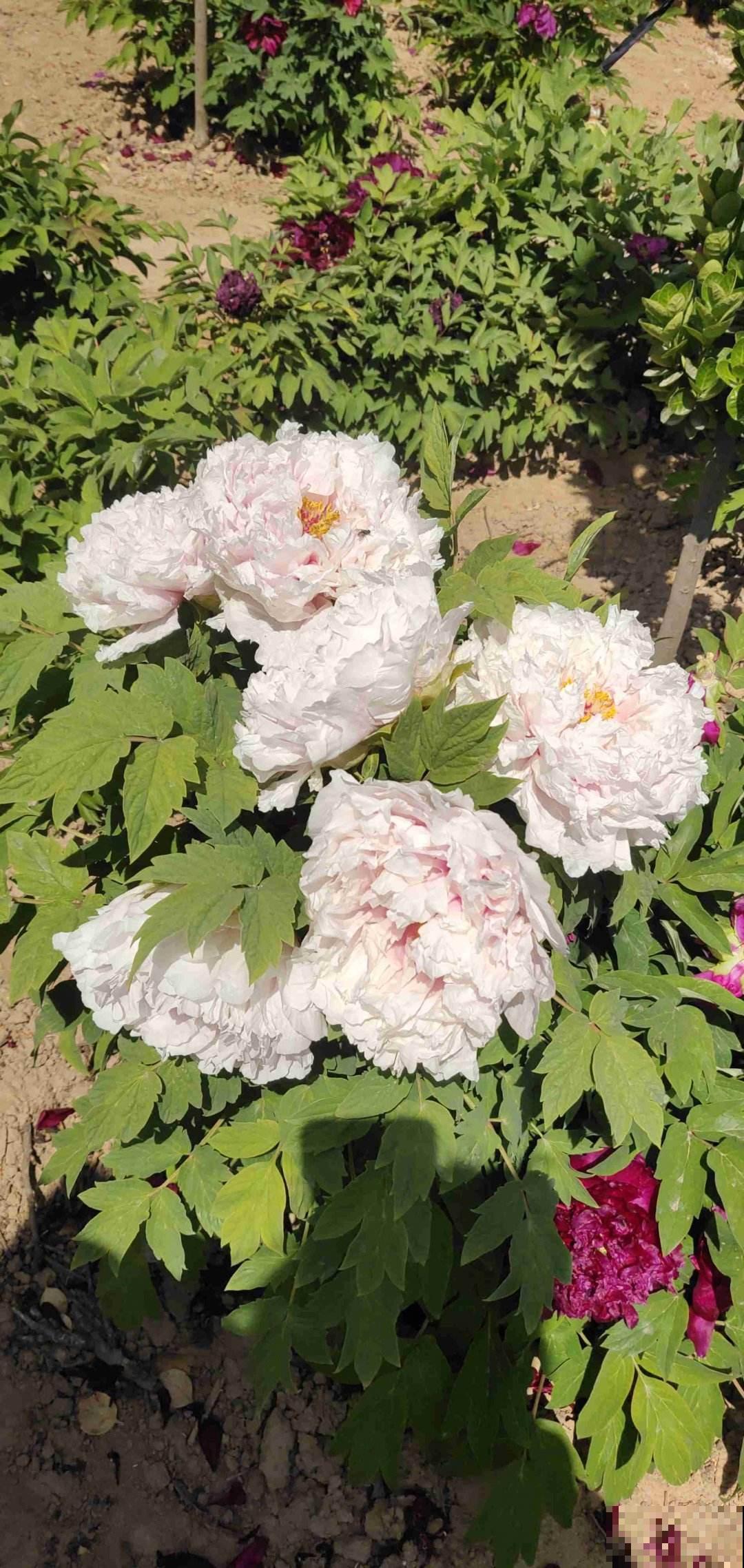 春天养这3种花，开花和碗一样大，种土里就开花