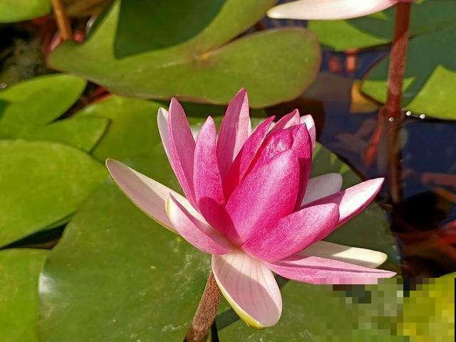 荷花在家这么种，成活率高，清水就能“出芙蓉”！