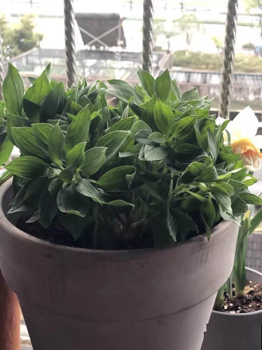 六出花特耐旱，浇水少也能疯长，开花比杜鹃还美