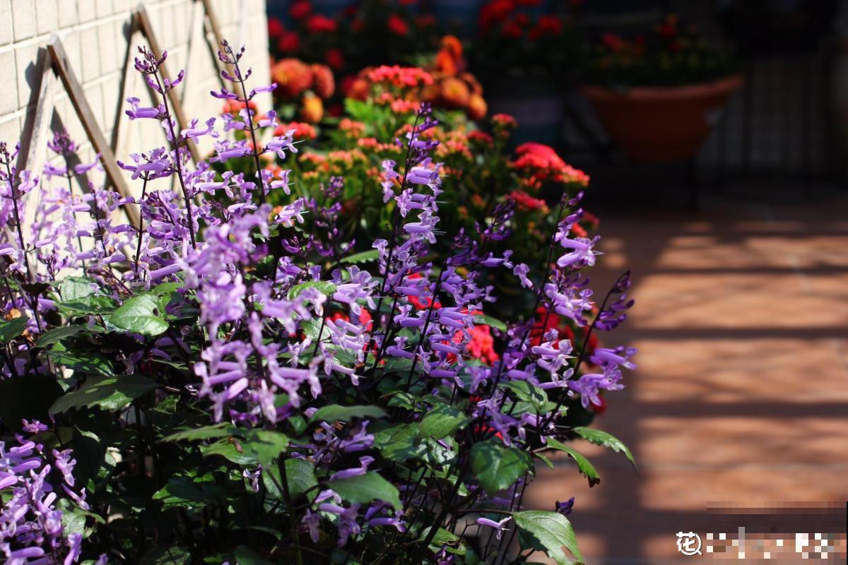薰衣草中的“艺术品”,名叫莫奈薰衣草,皮实好养开花多 薰衣草中的“艺术品”,名叫莫奈薰衣草,皮实好养开花多