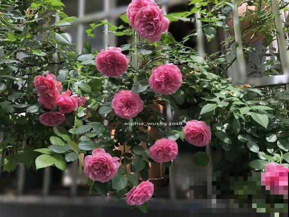 阳台虽小，种点花草，也能变成小花园